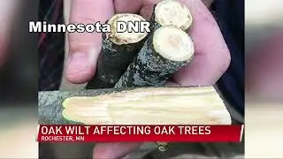 Dangerous fungus affecting oak trees in Minnesota
