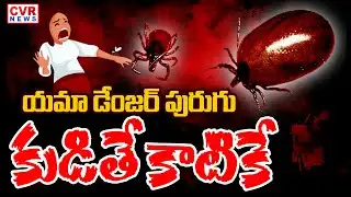 Dangerous Scrub Typhus Cases Rising In AP | CVR News