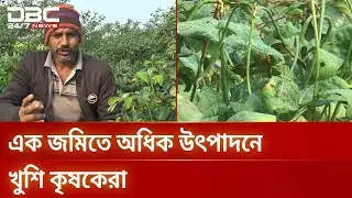 ঝিনাইদহে জনপ্রিয় হচ্ছে মিশ্র ফসল চাষ | DBC NEWS