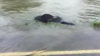 Dead cows found washed up in Texas