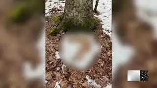 Dead dog found on Wolcott walking path sparks investigation