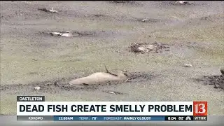 Dead fish create smelly problem