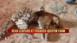 DEAD LEOPARD FOUND IN FARM AT PADADEG-QUEPEM