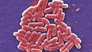 Deadly superbug could be spell end of antibiotics