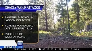 Deadly wolf attacks in Northern California