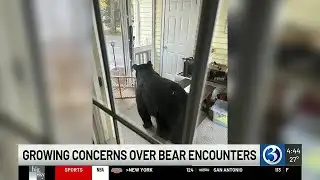 DEEP holds bear management listening session in West Hartford