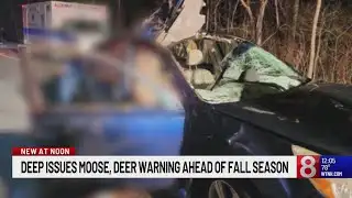 DEEP issues moos and deer warning ahead of fall season