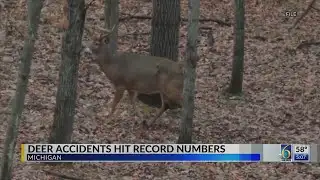Deer Accidents Hit Record Numbers