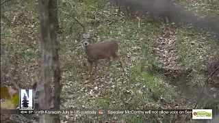 Deer baiting and feeding banned in four Northland counties