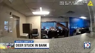 Deer breaks into bank in New York