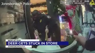 Deer breaks into Christmas-themed Store in Jonesborough