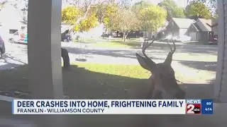 Deer crashes into multiple Franklin homes, frightening residents