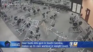 Deer Crashes Through Gym