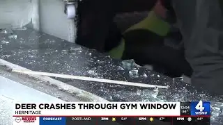 Deer crashes through Hermitage gym window