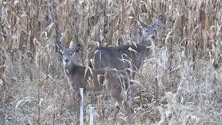 Deer harvest numbers have risen from last season
