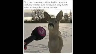 Deer Interview