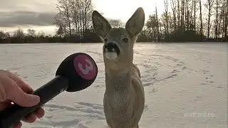 Deer interview (original)