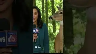 Deer interviewed for the news