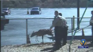 Deer runs into church, causes damage