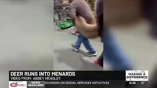 Deer runs into Moline Menards
