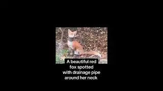 Delco animal rescuers save fox with pipe on its neck