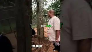 Delicious and Adorable  Exploring the Kawaii Fruit Eating Craze