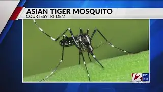 DEM: Asian tiger mosquito population could rise