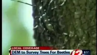 DEM to survey trees for beetles