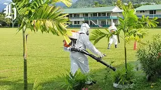 Dengue fever warning for Pacific travellers