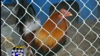Deputies bust alleged cockfighting ring