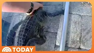 Deputy Becomes Wrangler After Gator Takes a Dip in Florida Pool