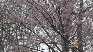 Despite Chilly Temperatures, Spring Fever Running High