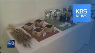 DEVELOPMENT OF LOW-CAFF BARLEY COFFEE / KBS뉴스(News)