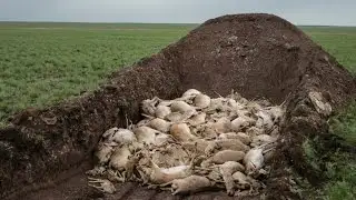 Did climate change kill over 200,000 Kazakh antelopes?