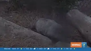 Did General Beauregard Lee see his shadow?