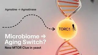 Did Scientists Just Find a Real Anti-Aging Switch?