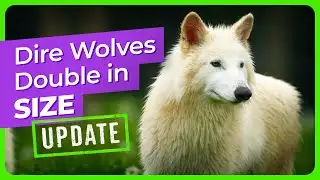 Dire Wolf Update: The Pups Have Doubled in Size