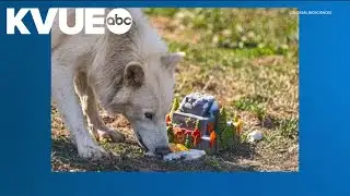 Dire wolves celebrate 1st birthday