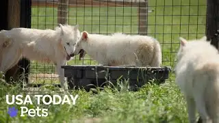 Dire wolves had their first playdate