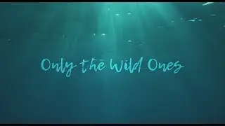 Dispatch - "Only The Wild Ones" [Official Music Video]