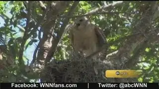 Dive-Bombing Hawks Defend Nest