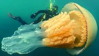 Diver Gets Super Excited When She Meets A Giant Jellyfish