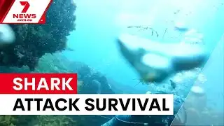 Diver pinned by great white shark off Ocean Reef | 7NEWS