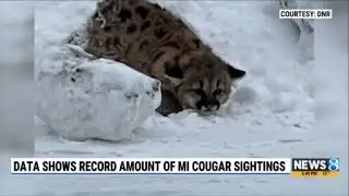 DNR: Confirmed cougar sightings in Michigan have doubled over last 3 years
