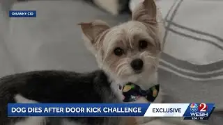 Dog dies after door kick challenge