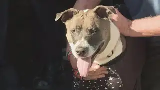 Dog helps save her owner during fire in Citrus Heights