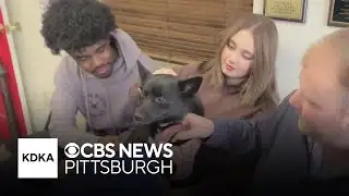 Dog missing for six days through winter storm found safe