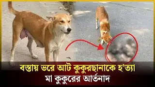 বস্তায় ভরে ৮টি কুকুরছানাকে হ*ত্যা, মা কুকুরের আ*র্তনাদ | Dog | Pabna | The Daily Campus