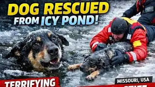Dog Pulled From Frozen Pond – Heart-Stopping Rescue