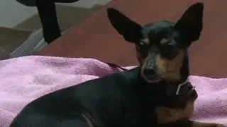 Dog sends cops on wild police chase